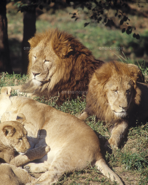 ライオン の写真素材 イラスト素材 アマナイメージズ