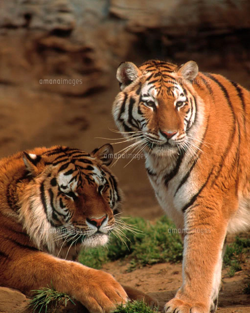 2匹のトラ[10172000057]の写真・イラスト素材｜アマナイメージズ