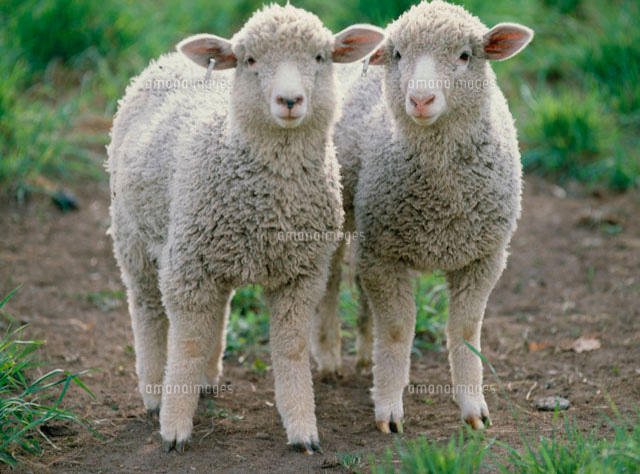 羊二匹 2匹の羊[10172000249]の写真・イラスト素材｜アマナイメージズ