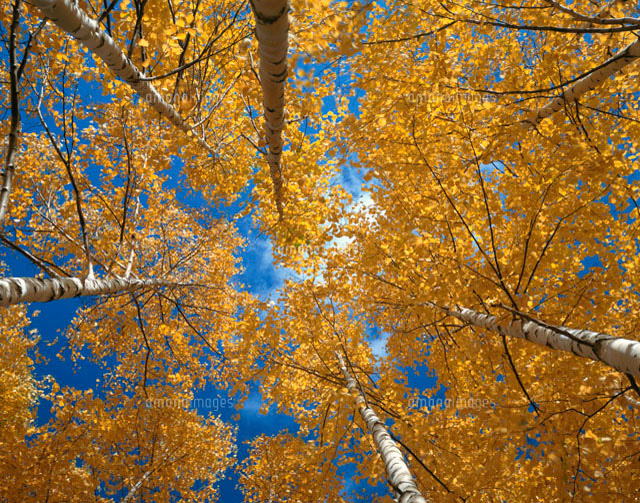 紅葉の白樺 紅葉の白樺林 八千穂高原[25516052660]の写真・イラスト素材