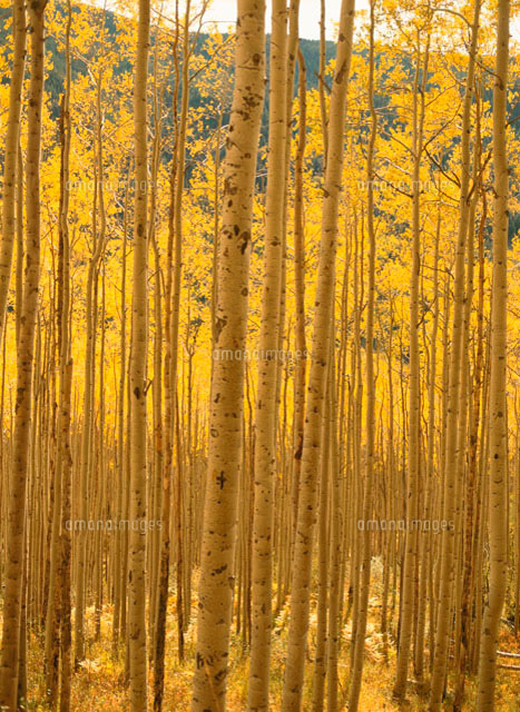 アート　【秋の白樺林】　送料込み0826 秋の白樺林 | ｜正光画廊