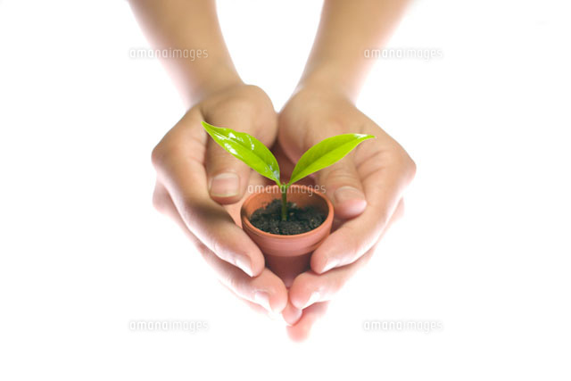 鉢植えの新芽を持つ子供の手 の写真素材 イラスト素材 アマナイメージズ