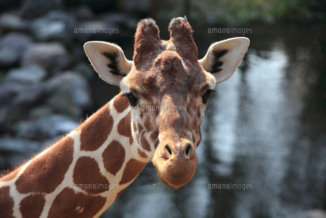 みかんの木 の写真素材 イラスト素材 アマナイメージズ