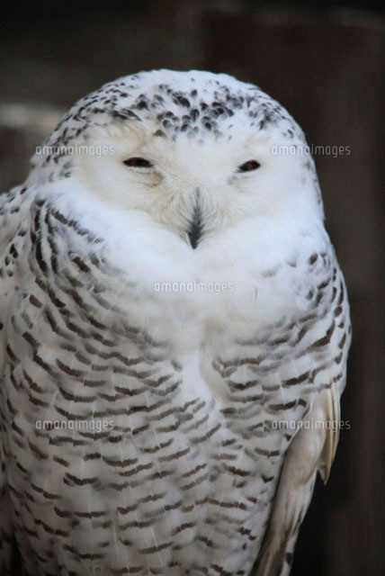 白フクロウ の写真素材 イラスト素材 アマナイメージズ