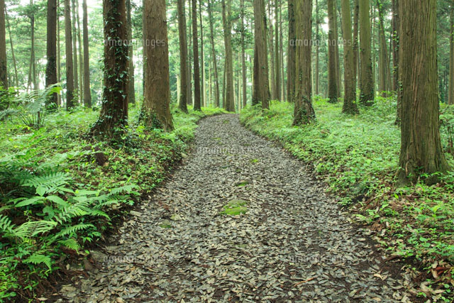 檜の森の小道[10172002318]の写真・イラスト素材｜アマナイメージズ