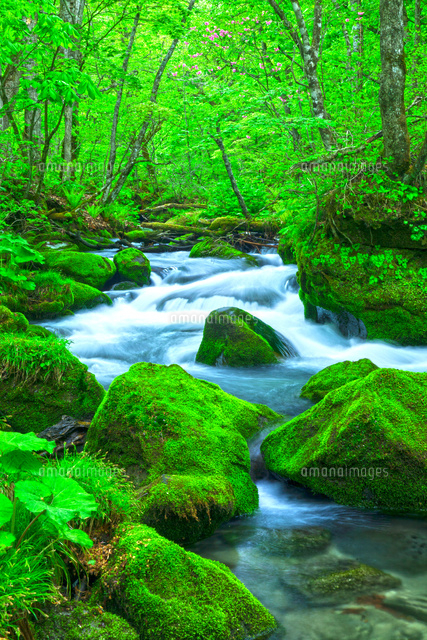 奥入瀬渓流 の写真素材 イラスト素材 アマナイメージズ