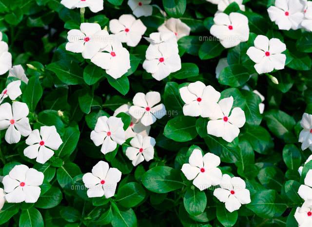 ニチニチソウ の写真素材 イラスト素材 アマナイメージズ