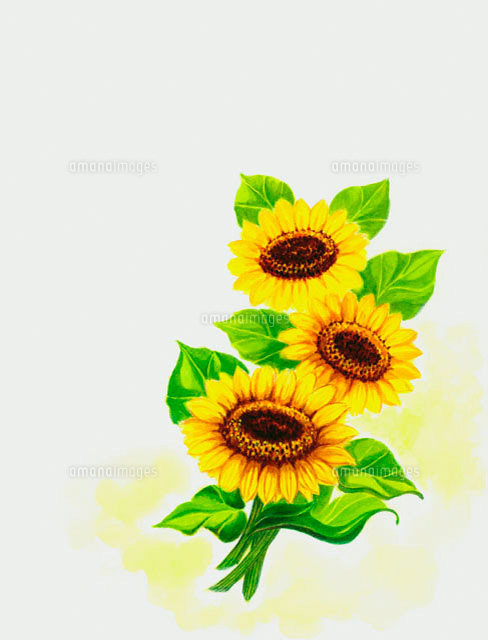 ヒマワリ の写真素材 イラスト素材 アマナイメージズ