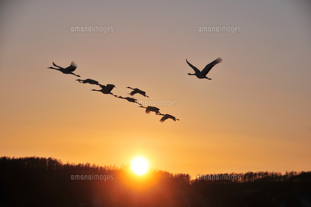 夕焼け鳥の休息 夕焼け鳥の休息 夕焼け鳥の休息