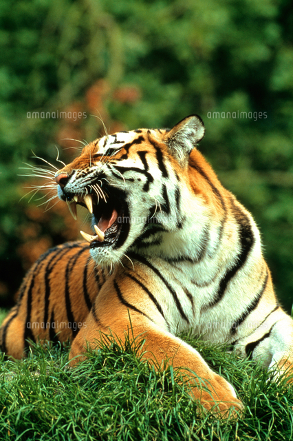 野生のトラ の写真素材 イラスト素材 アマナイメージズ
