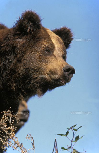 ヒグマ の写真素材 イラスト素材 アマナイメージズ