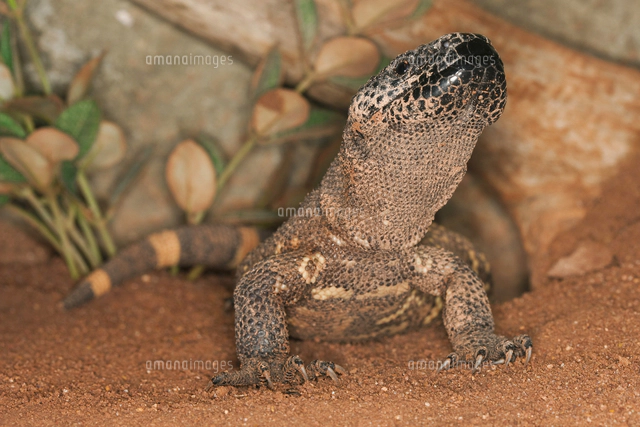 メキシコドクトカゲ[10173006238]の写真・イラスト素材｜アマナイメージズ