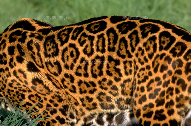 ジャガーの親子[10173006592]の写真・イラスト素材｜アマナイメージズ