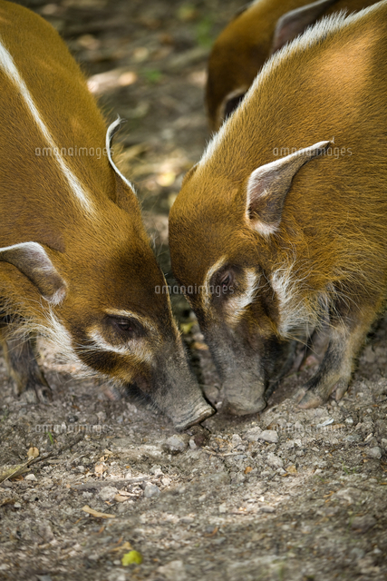アカカワイノシシの群れ の写真素材 イラスト素材 アマナイメージズ