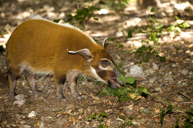 葉を食べるアカカワイノシシ の写真素材 イラスト素材 アマナイメージズ