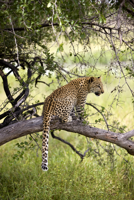 木登りするアフリカヒョウ[10173006547]の写真・イラスト素材｜アマナ