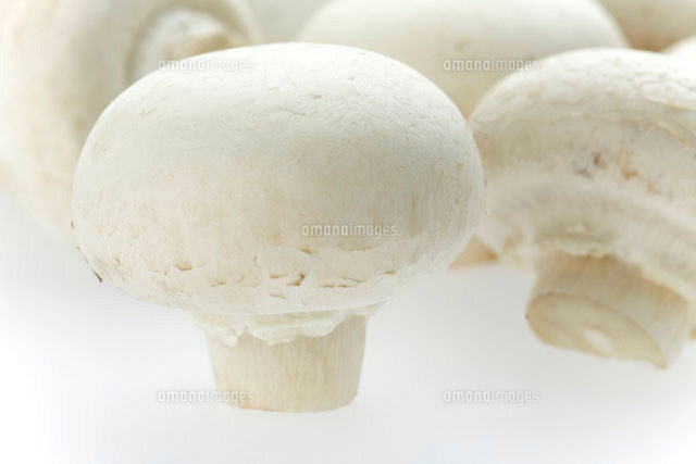ホワイトマッシュルーム の写真素材 イラスト素材 アマナイメージズ