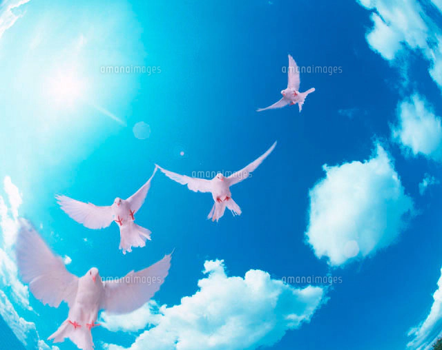 空をイメージする鳥 空を飛ぶ鳥[10179002261]の写真・イラスト素材｜アマナイメージズ