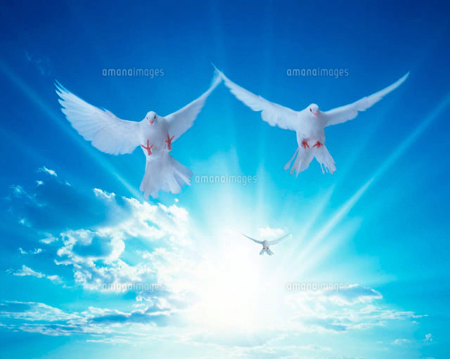空を飛ぶ鳥[10179002054]の写真・イラスト素材｜アマナイメージズ