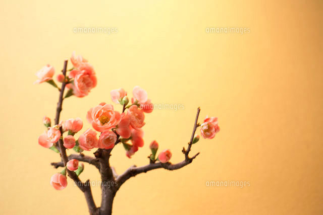 金色の背景に梅の花 の写真素材 イラスト素材 アマナイメージズ