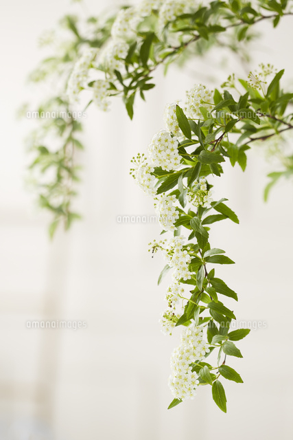 こでまりの花 の写真素材 イラスト素材 アマナイメージズ