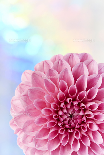 ピンク色のダリアの花のアップ[10179006486]の写真・イラスト素材