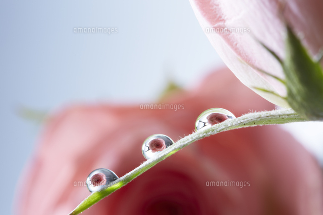 水滴の付いた羽とピンク色のバラの花 の写真素材 イラスト素材 アマナイメージズ