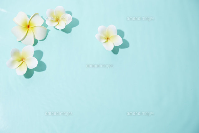 水に浮いている浮き花 の写真素材 イラスト素材 アマナイメージズ