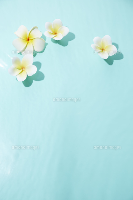 水に浮いている浮き花 の写真素材 イラスト素材 アマナイメージズ