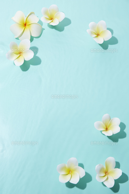 水に浮いている浮き花 の写真素材 イラスト素材 アマナイメージズ 水に浮いている浮き花 の写真素材 イラスト素材 アマナイメージズ