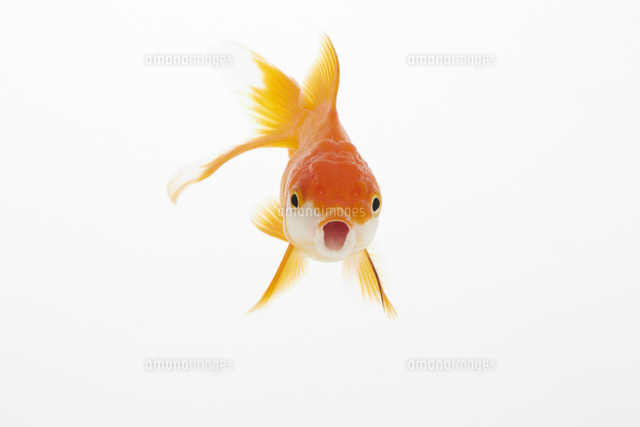 水槽で泳ぐ金魚 の写真素材 イラスト素材 アマナイメージズ