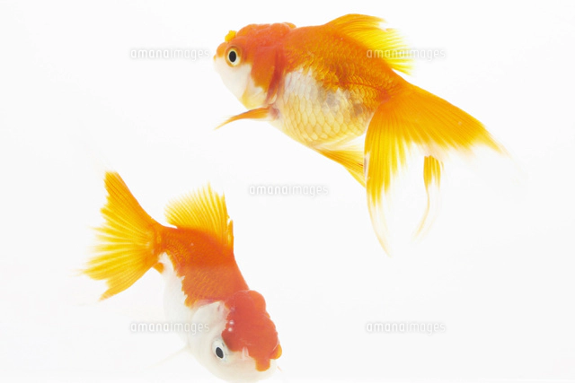 水槽で泳ぐ2匹の金魚[10179007182]の写真・イラスト素材｜アマナイメージズ