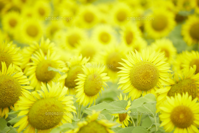 夏のヒマワリ畑を上から見る の写真素材 イラスト素材 アマナイメージズ