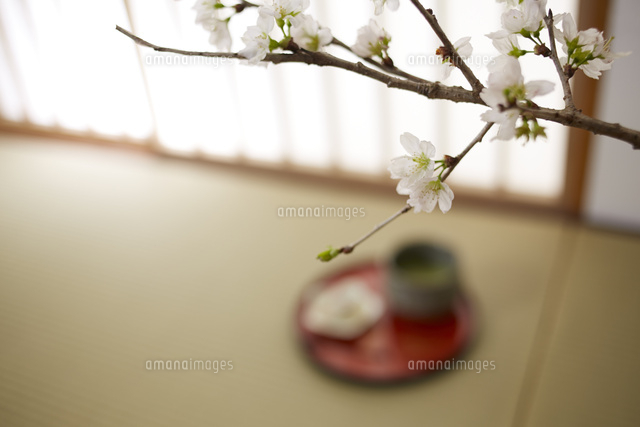 桜の枝と桜餅と抹茶 の写真素材 イラスト素材 アマナイメージズ