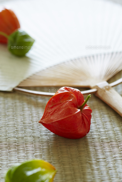 畳とほおずきとうちわ の写真素材 イラスト素材 アマナイメージズ 畳とほおずきとうちわ の写真素材 イラスト素材 アマナイメージズ