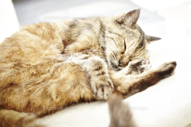 気持ち良さそうに眠る猫 の写真素材 イラスト素材 アマナイメージズ