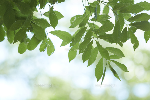 森の中のコナラの木の先 の写真素材 イラスト素材 アマナイメージズ