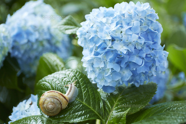 青い紫陽花とカタツムリ[10179011211]の写真・イラスト素材