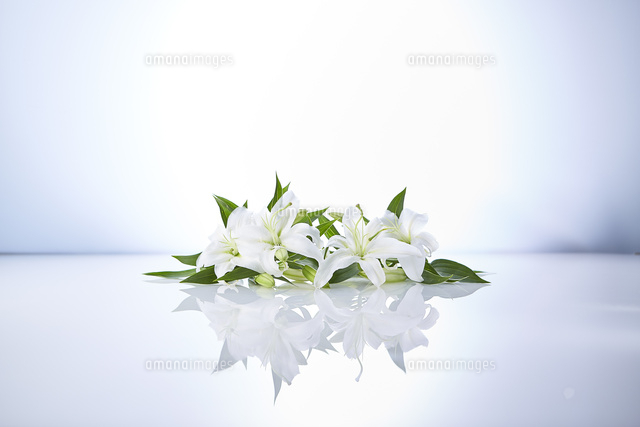 反射する板に置かれたユリの花 の写真素材 イラスト素材 アマナイメージズ