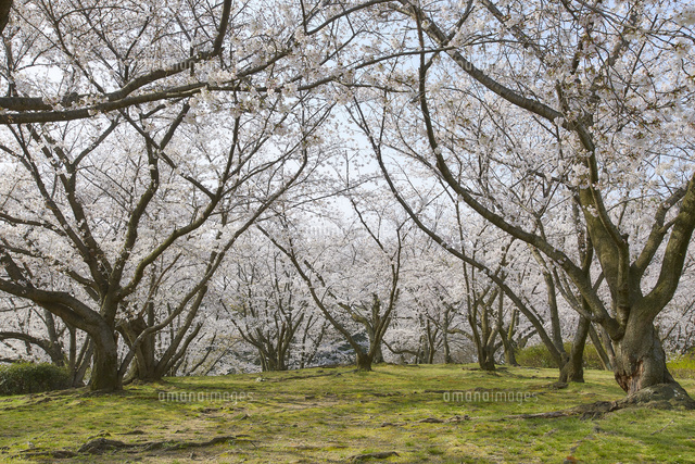 芝生とたくさんの桜の木 の写真素材 イラスト素材 アマナイメージズ