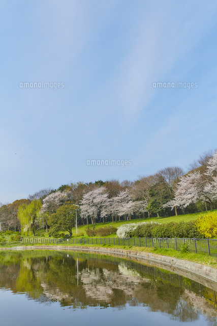 桜と池のある公園 の写真素材 イラスト素材 アマナイメージズ