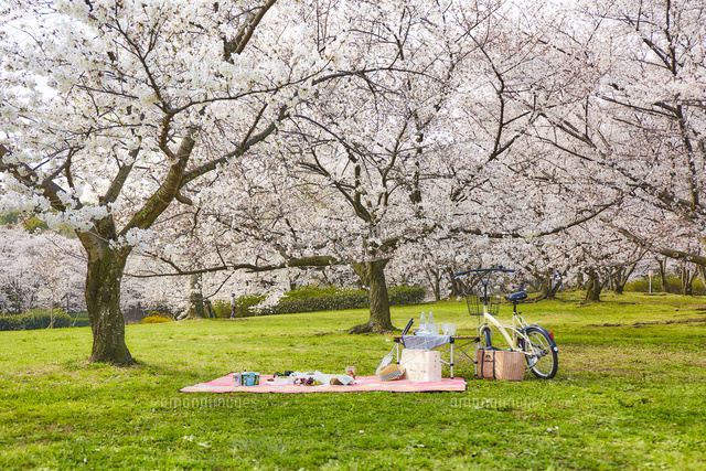 満開の桜の木下で花見[10179015676]の写真・イラスト素材