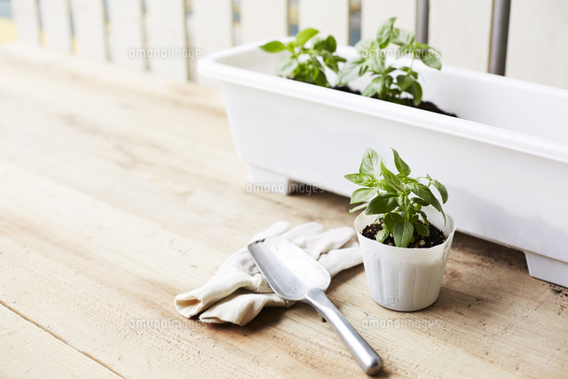 テラスにあるバジルの苗と手袋とスコップ の写真素材 イラスト素材 アマナイメージズ