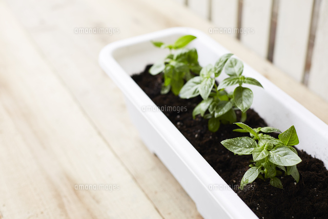 プランターに植えられたバジル の写真素材 イラスト素材 アマナイメージズ プランターに植えられたバジル の写真素材 イラスト素材 アマナイメージズ