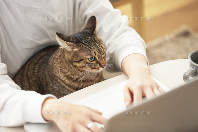 テレワーク中の人と猫 の写真素材 イラスト素材 アマナイメージズ