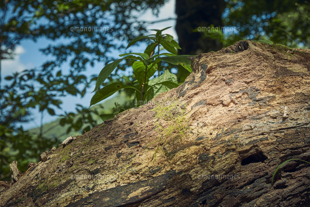 森林の中の倒れた木の幹 の写真素材 イラスト素材 アマナイメージズ