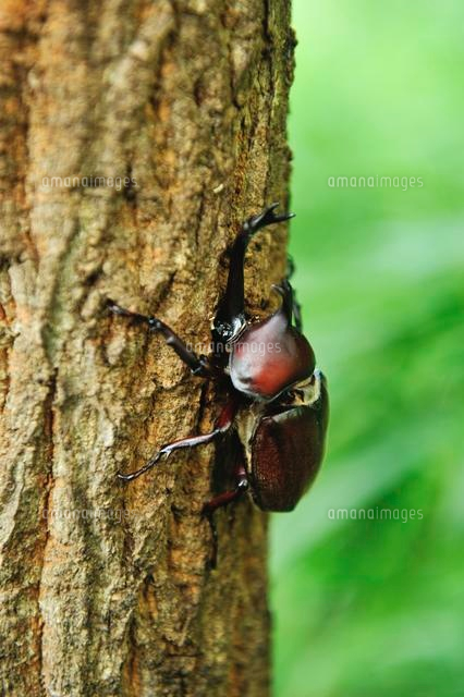 クヌギの樹液を吸うカブトムシ[10182000810]の写真・イラスト素材