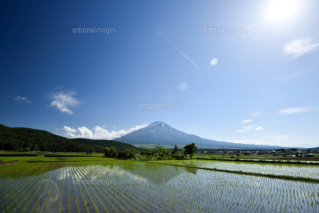 忍野村の水田から見た富士山[10182001194]の写真・イラスト素材