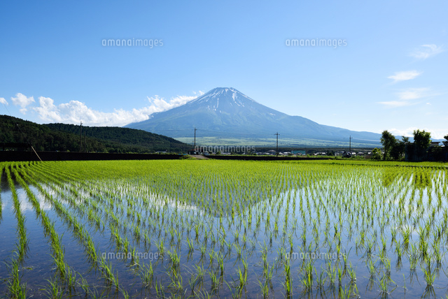 忍野村の水田から見た富士山[10182001194]の写真・イラスト素材