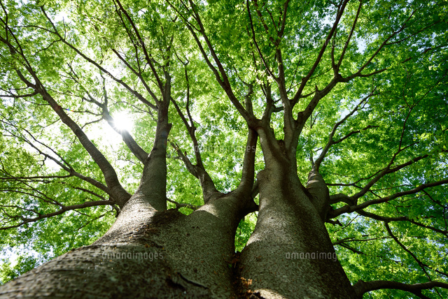仰ぎ見る新緑の頃のケヤキの樹 の写真素材 イラスト素材 アマナイメージズ